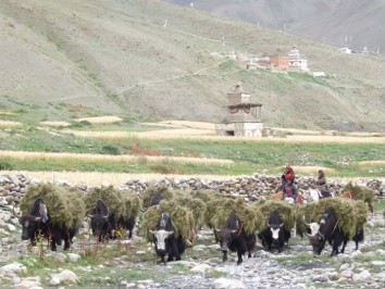Lower Dolpo Trek