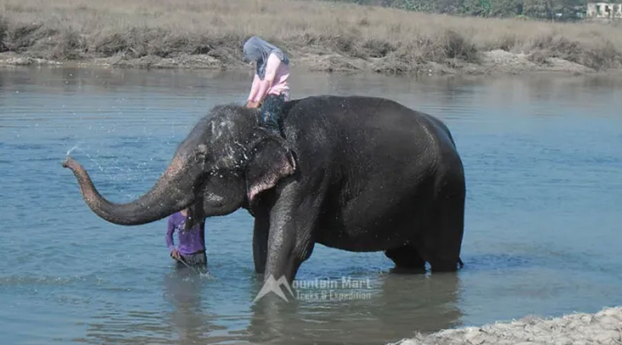 Chitwan_national_park