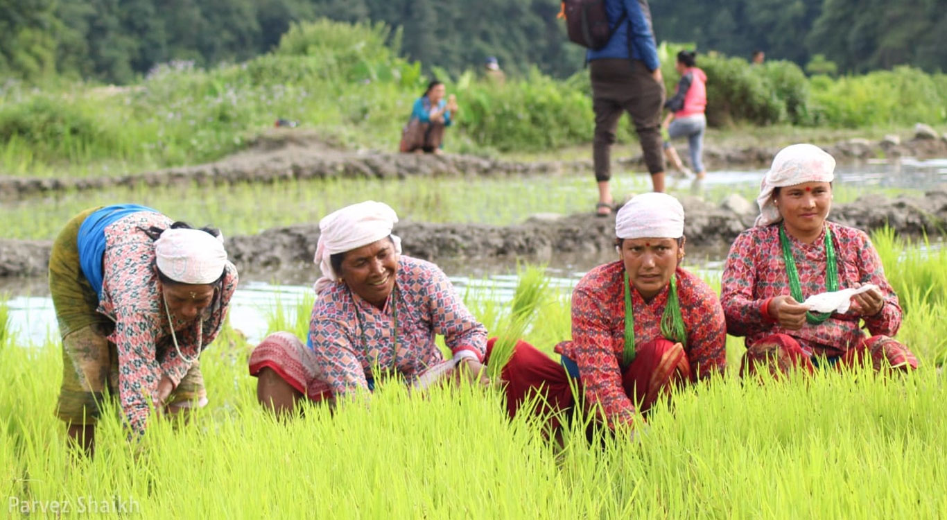Ropain - The Rice Planting Festival in Nepal