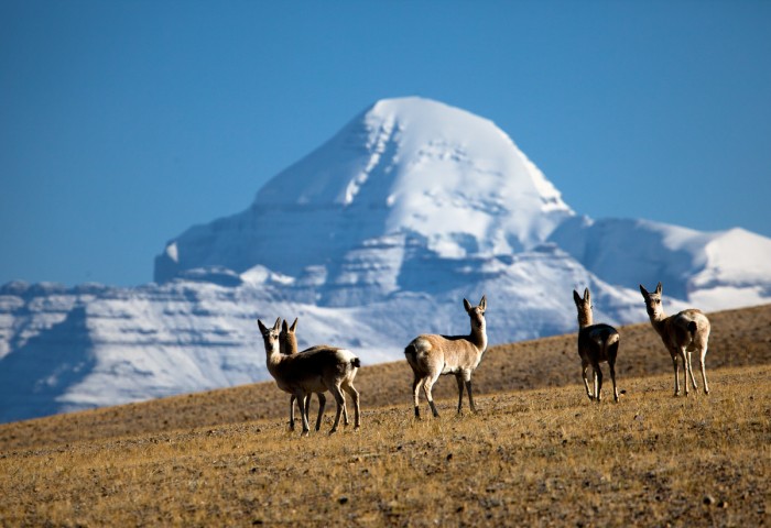 Kailash Tour